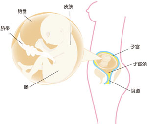 怀孕20周胎儿图片