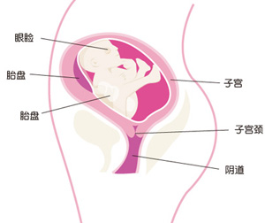 怀孕21周胎儿图片