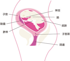 怀孕24周胎儿图片