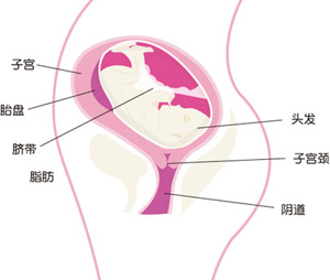 怀孕25周胎儿图片