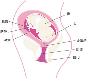 怀孕29周胎儿图片