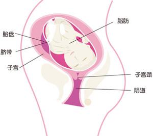 怀孕31周胎儿图片