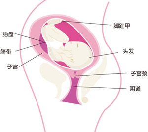 怀孕32周胎儿图片