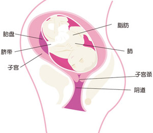 怀孕34周胎儿图片