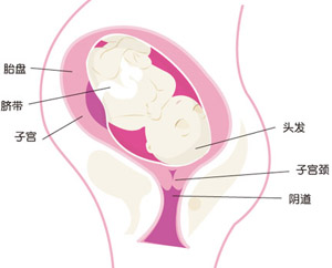 怀孕37周胎儿图片