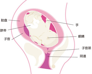 怀孕38周胎儿图片