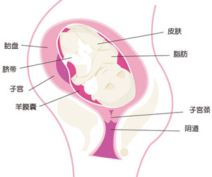 怀孕39周胎儿图片