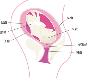 怀孕40周胎儿图片