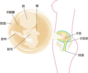 孕15周胎儿的位置图图片